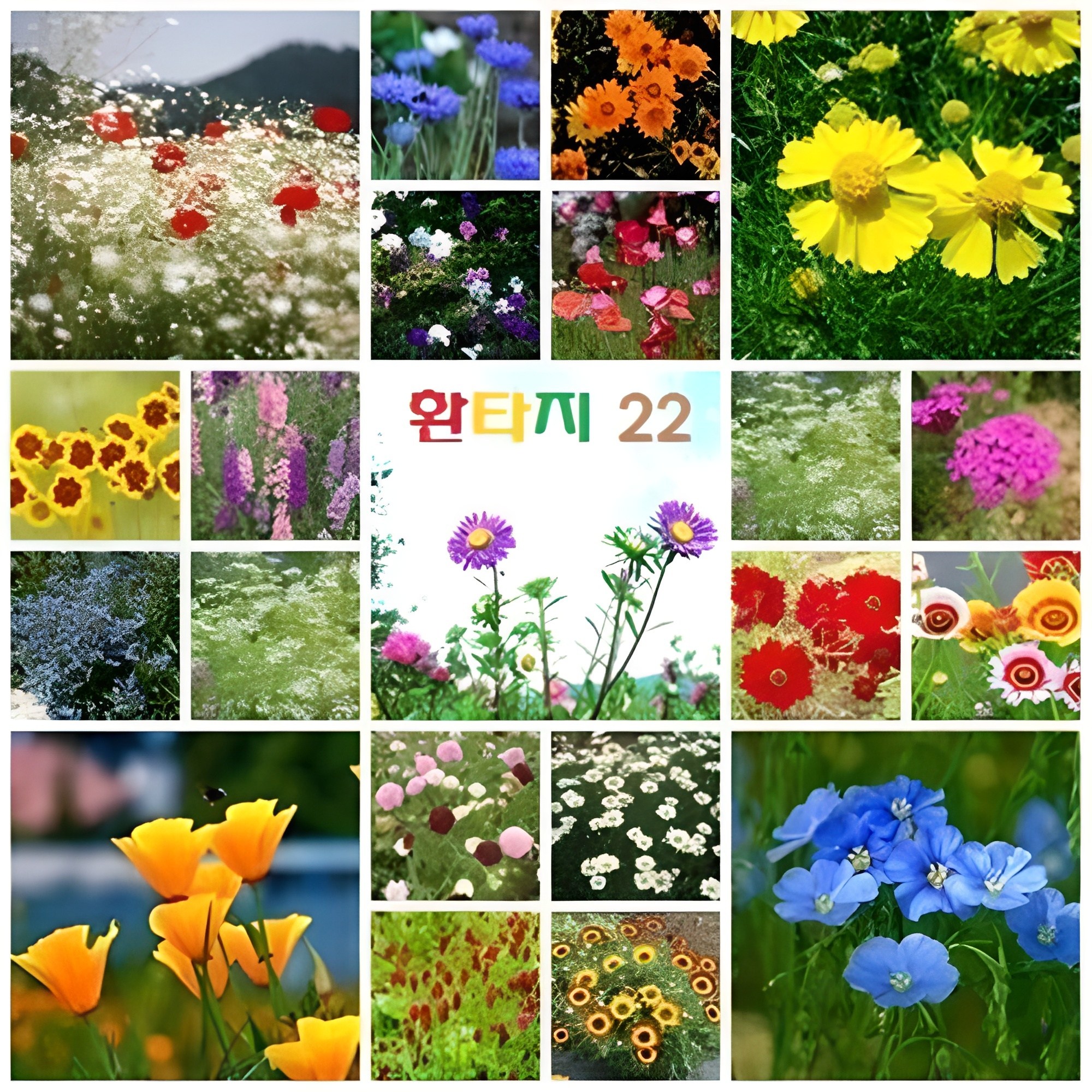 맨땅을 꽃밭으로 만드는 혼합꽃씨 환타지22 세트 (3평용), 1개, 현재가 14,700원