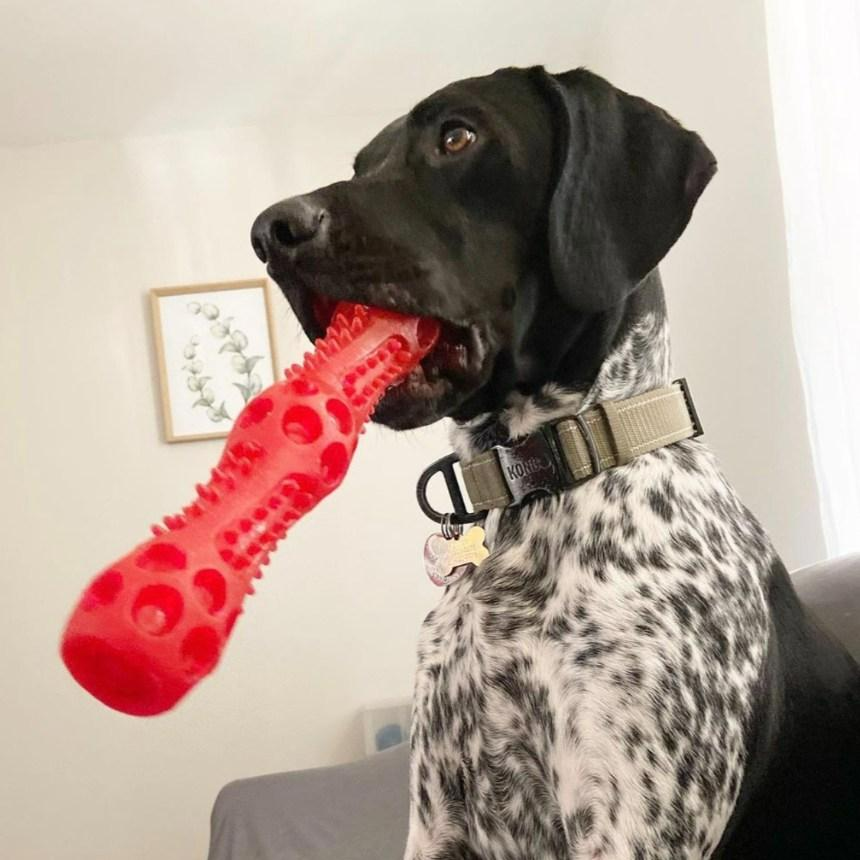 멍냥이월드 강아지 라텍스 뼈다귀 장난감, 1개, 빨강 21,000원