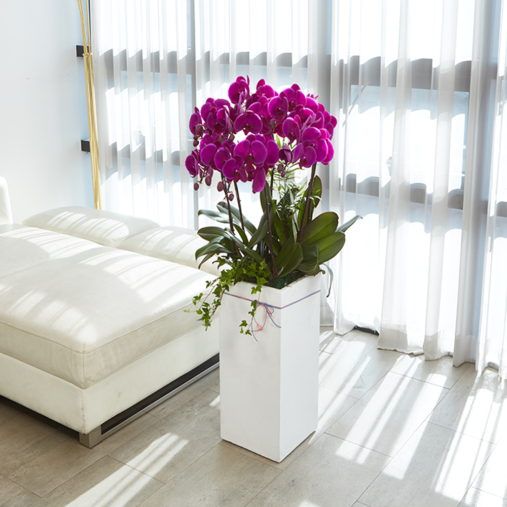 농원청년 서양란 고급형 레드호접란 1호 전국꽃배달서비스 승진 영전 축하화분 개업식화분 인사이동 선물, 1개 149,000원