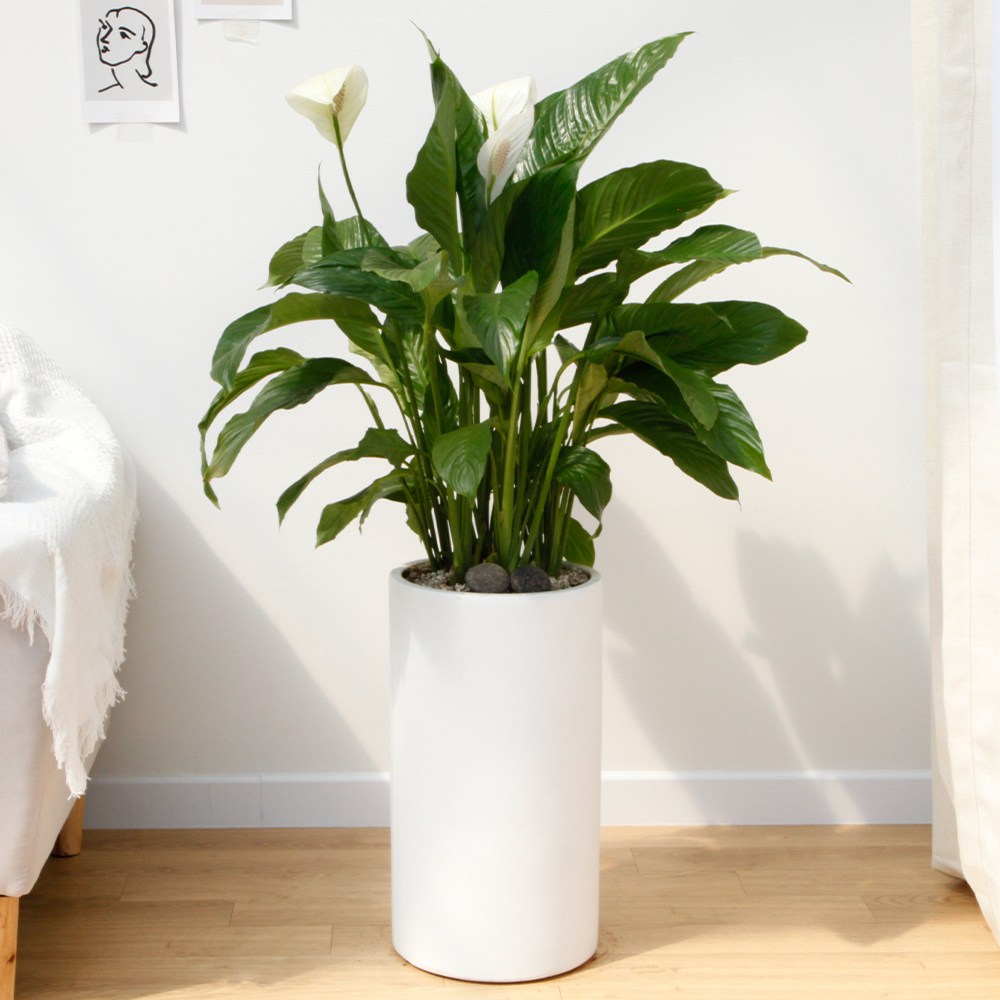 드셀플라워 금전수 뱅갈고무나무 집들이 선물 승진 사무실 이전 병원 개원 개업축하 화분 배달 당일배송 55.대형_스파티필름 흰색원형 경량화분x 1개 109,000원