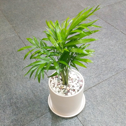 꽃피우는청년 새집증후군 미세먼지 제거 실내공기정화식물 원형 화이트 화분 (무광) 12,000원