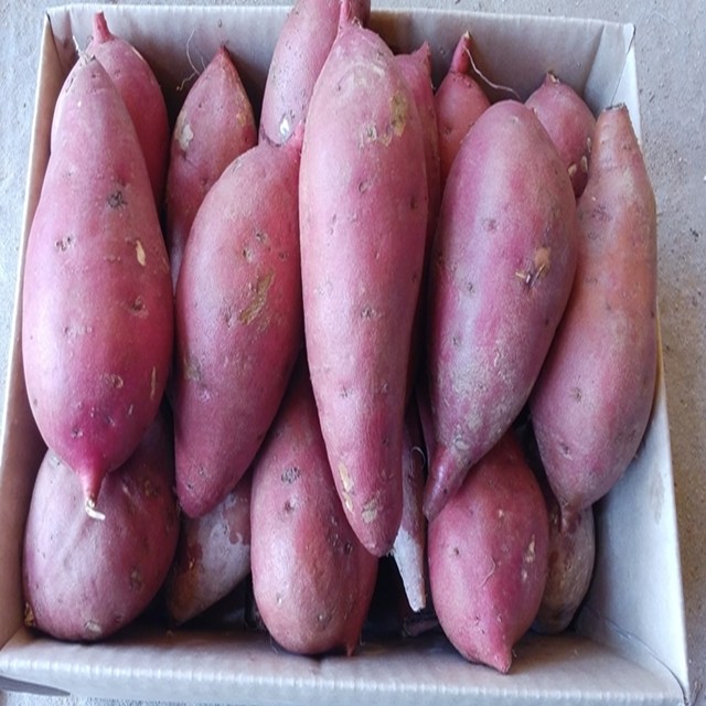 25년 햇고구마 해남 꿀 밤고구마 베니하루카 17,680원