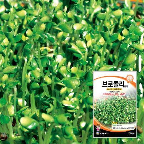 새싹 브로콜리 500g / 새싹 씨앗 종자 텃밭키우기 채소키우기, 1개 20,000원