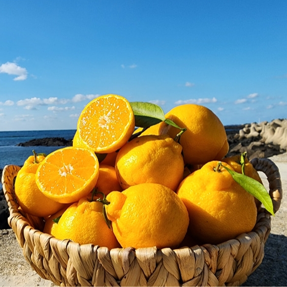 제주 한라봉 산지직송 실중량 고당도 프리미엄 선물용 가정용 36,900원