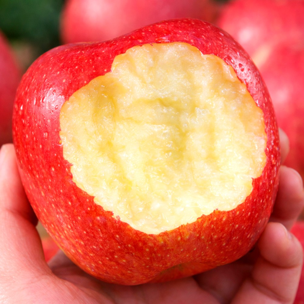 [2일초특가] 퓨어스펙 고당도선별 청송 부사사과, 1개, 10kg (당도선별) 36,400원