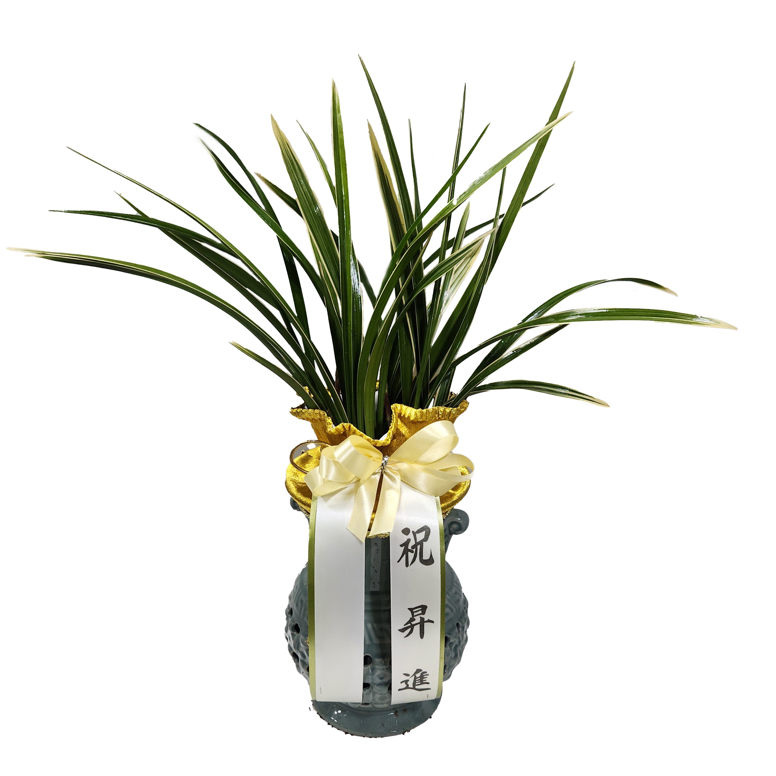 식물상사 동양란 황룡금 축하화분 100,000원