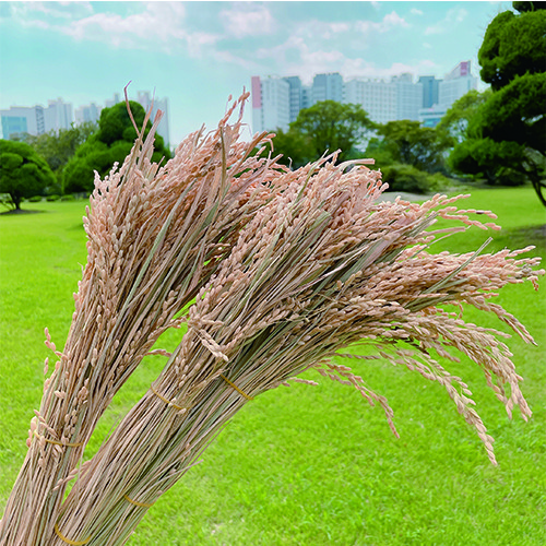 [왓위셀] 긴 벼이삭 벼 볍씨 묶음 가을 추수 곡식 인테리어, 단일색상 5,000원