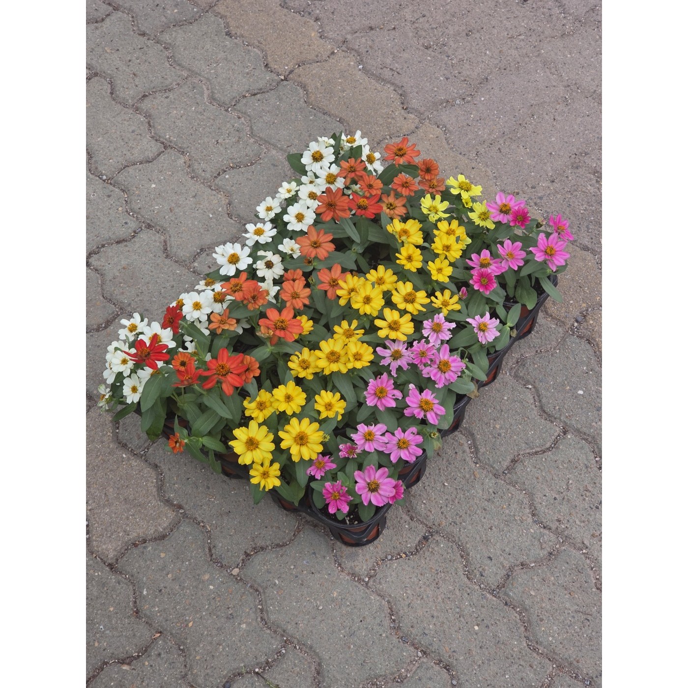 10개발송 도매상품 미니백일홍-자하라혼합 1년초 장기연속개화 24,900원