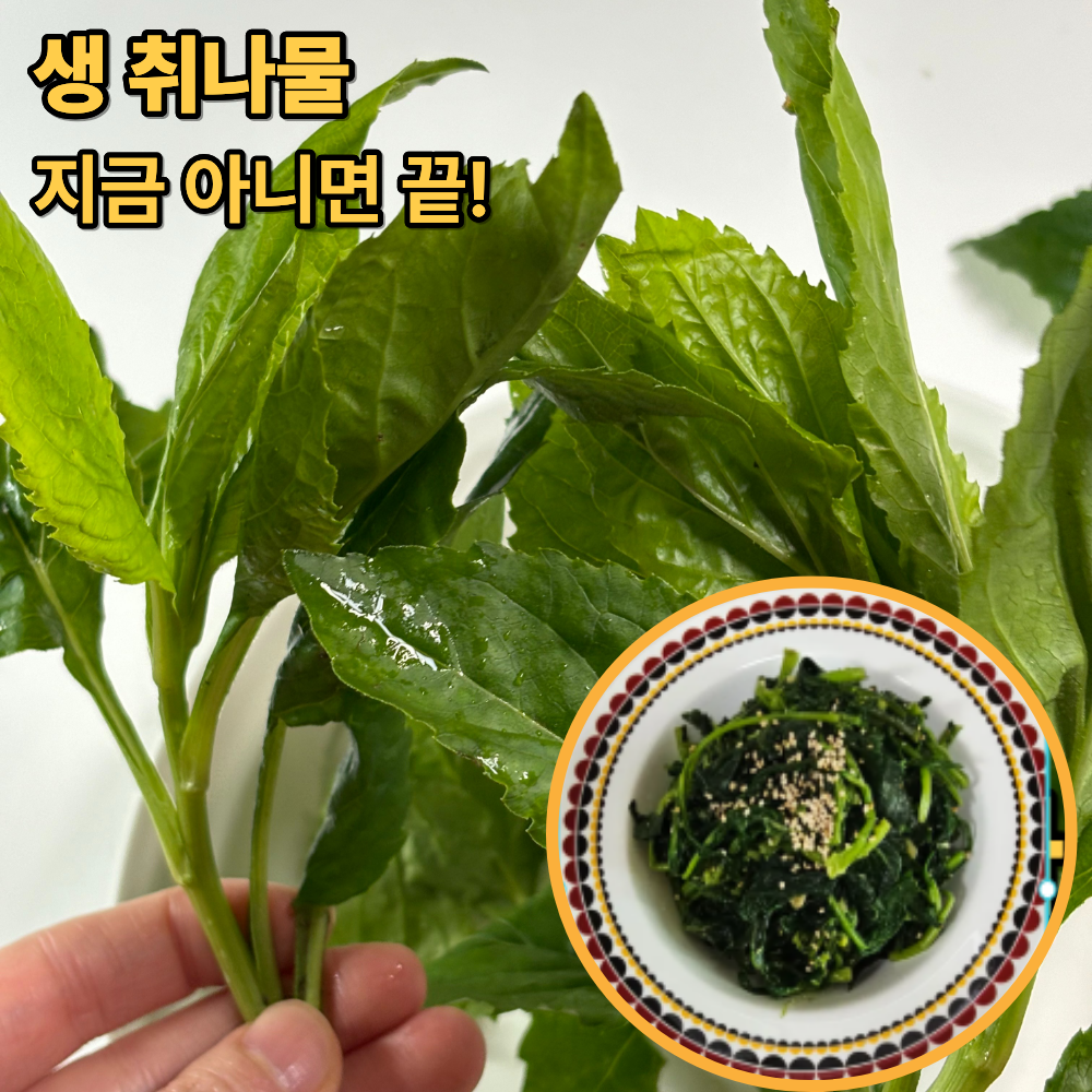 [산지직송] 국내산 생취나물 부지깽이나물 봄 제철 산나물, 1kg, 1박스 13,900원