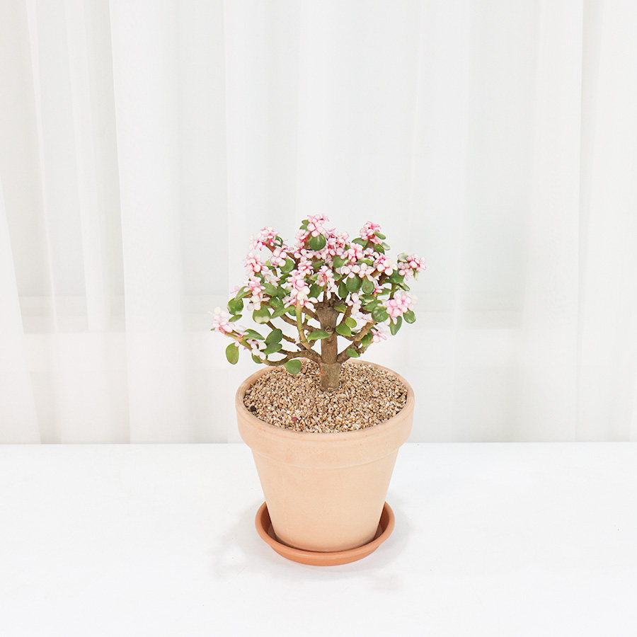 갑조네 은행목 이태리토분세트 예쁜 다육이식물 공기정화식물 반려식물 19,800원