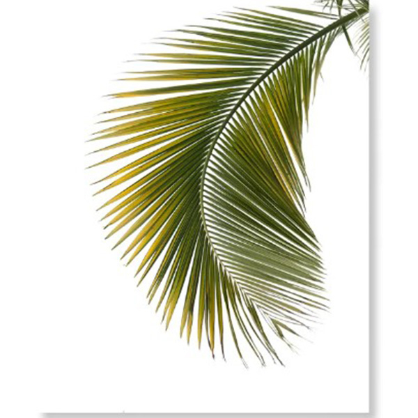 더홈아트 인테리어액자 식물 코코넛나뭇잎5 97,900원