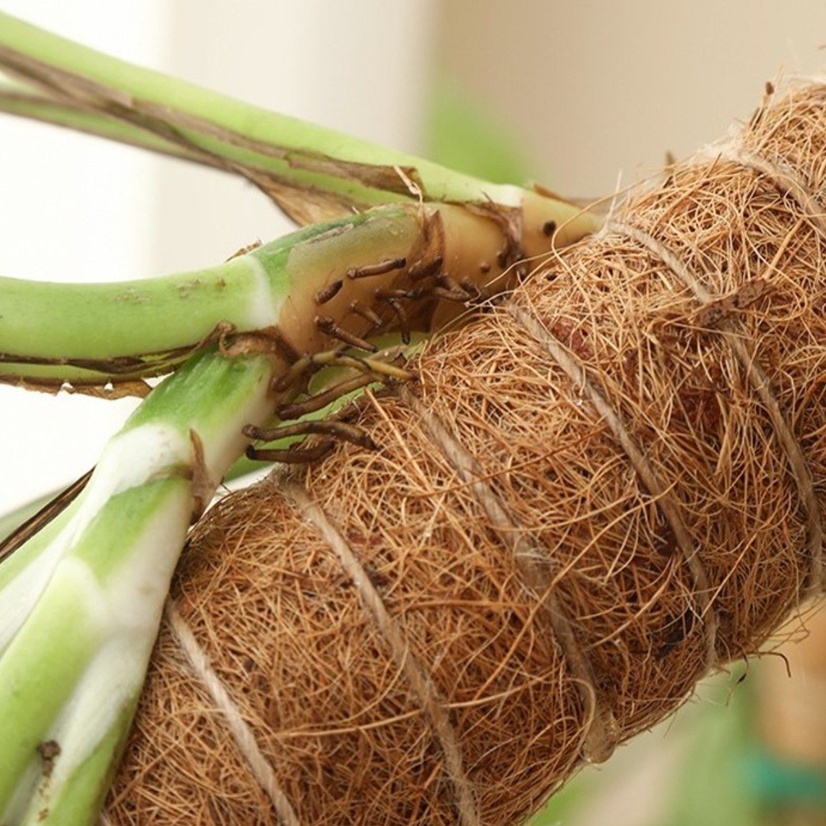 새롬원예 몬스테라 수태봉 55cm 2개+가든타이 2m 1개 식물지지대 곰팡이없는 플라스틱연결형 13,500원
