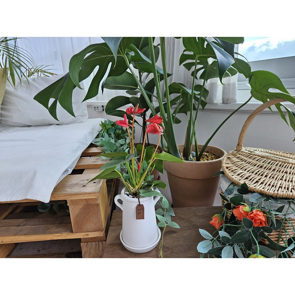 집들이선물 안시리움 안스리움 화분세트, 1개 19,200원