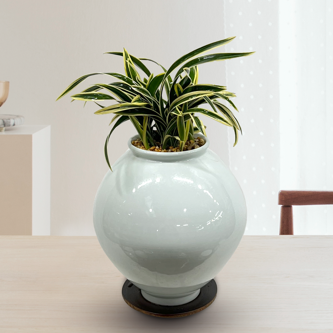 동양란 선물 BEST 1위 : 이천작품 달항아리분 황제 g-0115 (수도권배송) 사진전송 승진 진급 취임 영전 인사이동 개업화분, 1개 250,000원