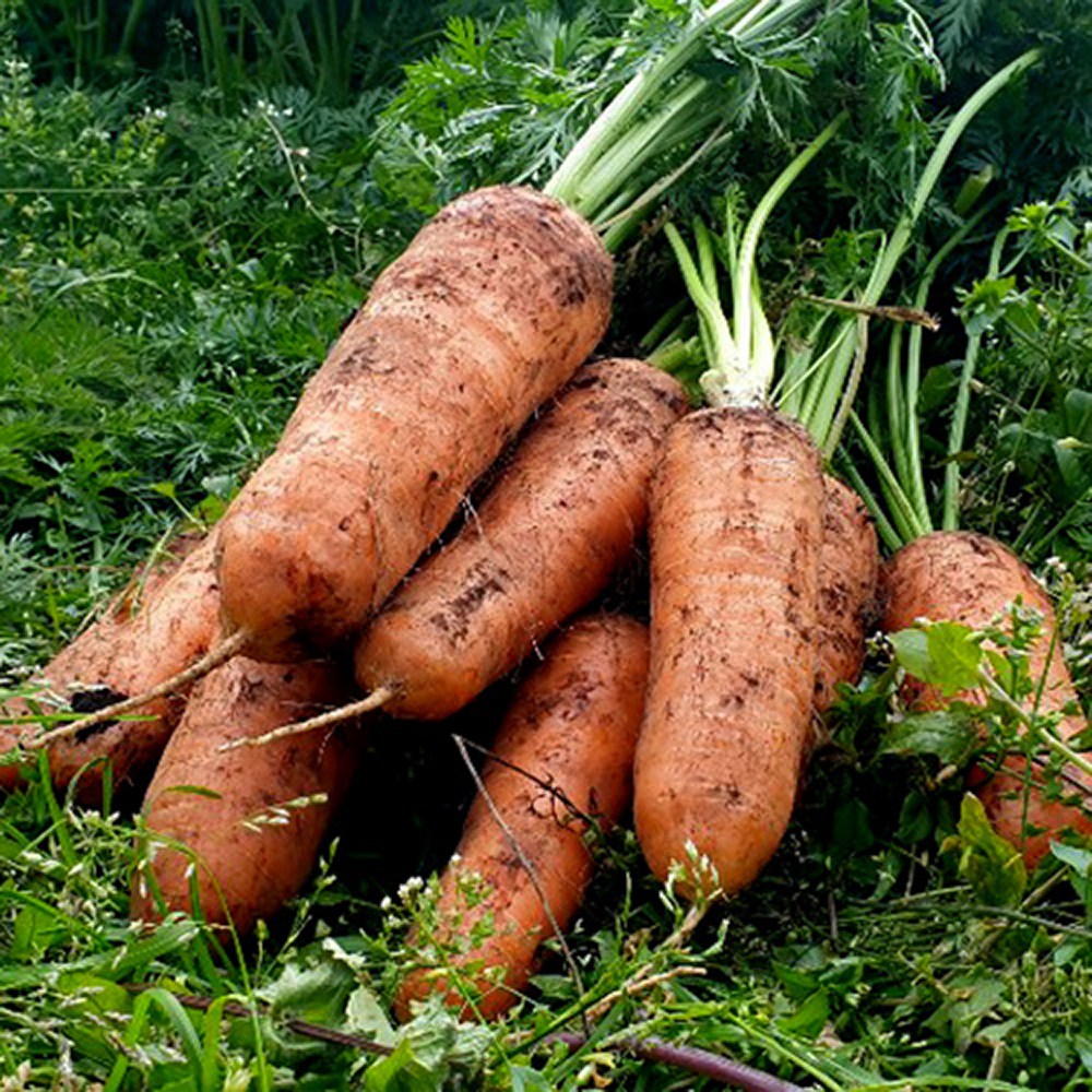 제주 구좌 국내산 햇 흙당근, 10kg(왕), 1개 15,790원