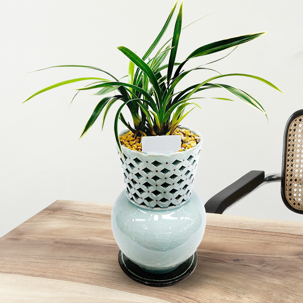 에코플라워 동양란 (이천작품 도자기 왕관난분 황제) 수도권배송 사진전송 승진 영전 인사이동 진급 취임 개업 꽃배달 g-0104 150,000원