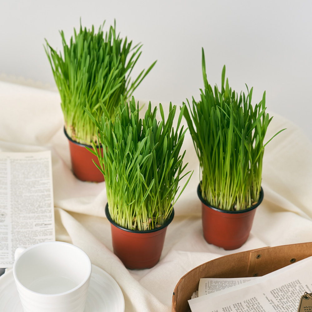 [로켓프레시] 농업회사법인 주식회사 코코도르팜 캣그라스 귀리, 그린, 3개 16,700원