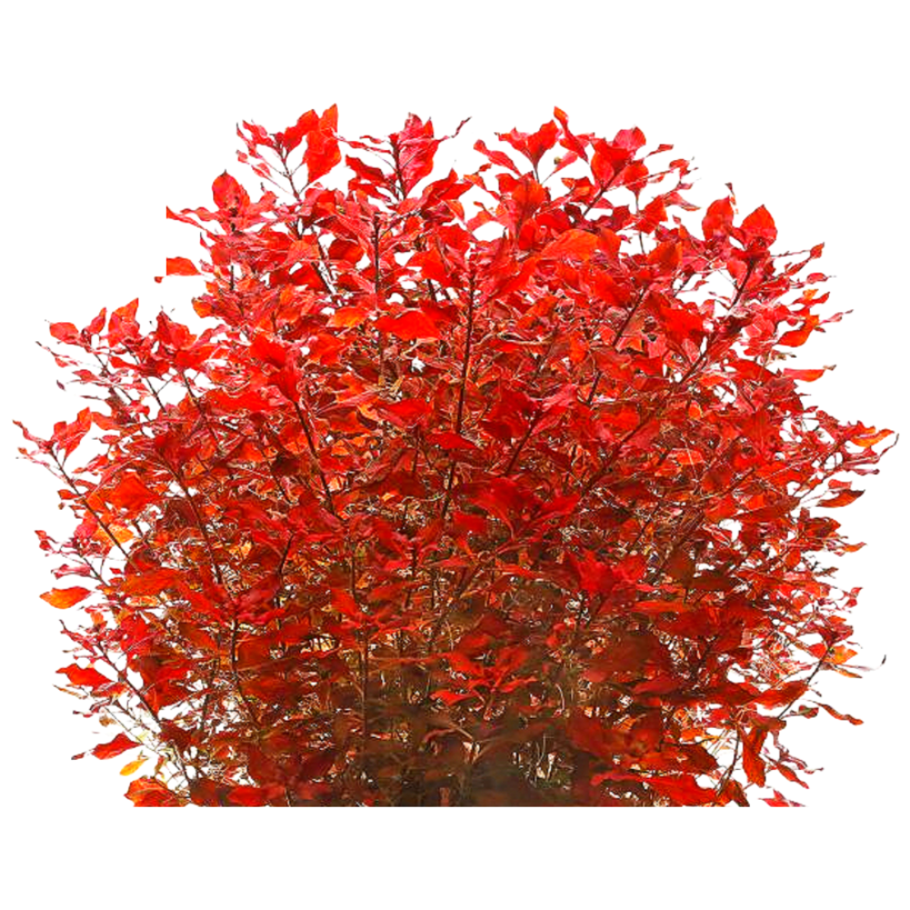 <수초마을> 강렬한 붉은수초 루드위지아 슈퍼레드 4줄기 초보수초 후경수초 구피 새우 은신처 27,900원