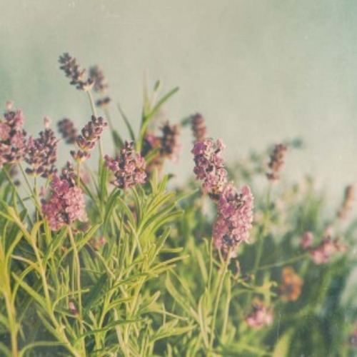 에센셜오일 [대용량 EO 벌크] 라벤더 커머셜 (Lavender Commercial Essential Oil), [ 1kg ], 1개 90,000원