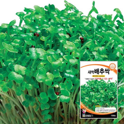새싹 배추싹 1kg / 새싹 씨앗 종자 텃밭키우기 채소키우기 26,000원