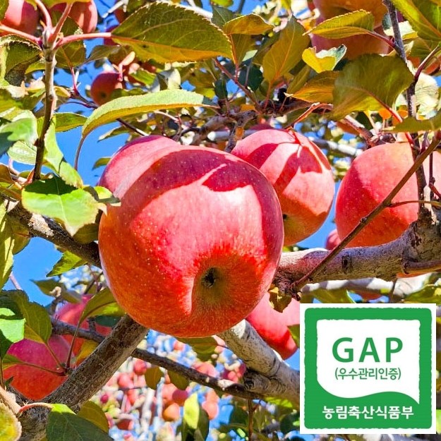 강원도 펀치볼 양구사과 3816 부사 사과 소과 중소과 중과 대과 5kg 10kg 68,000원