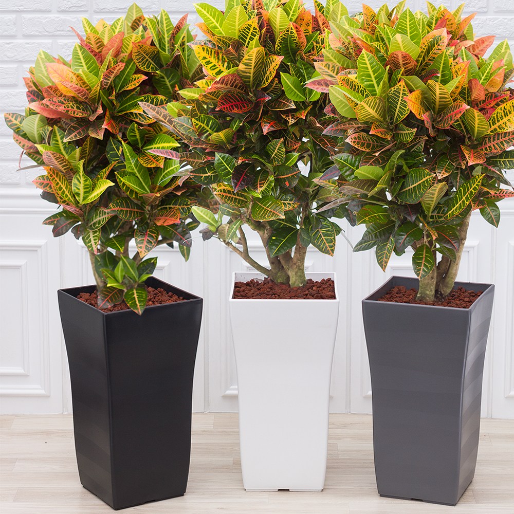 화수분 화려한 무늬와 색감 공기정화식물 대형 크로톤 138,000원