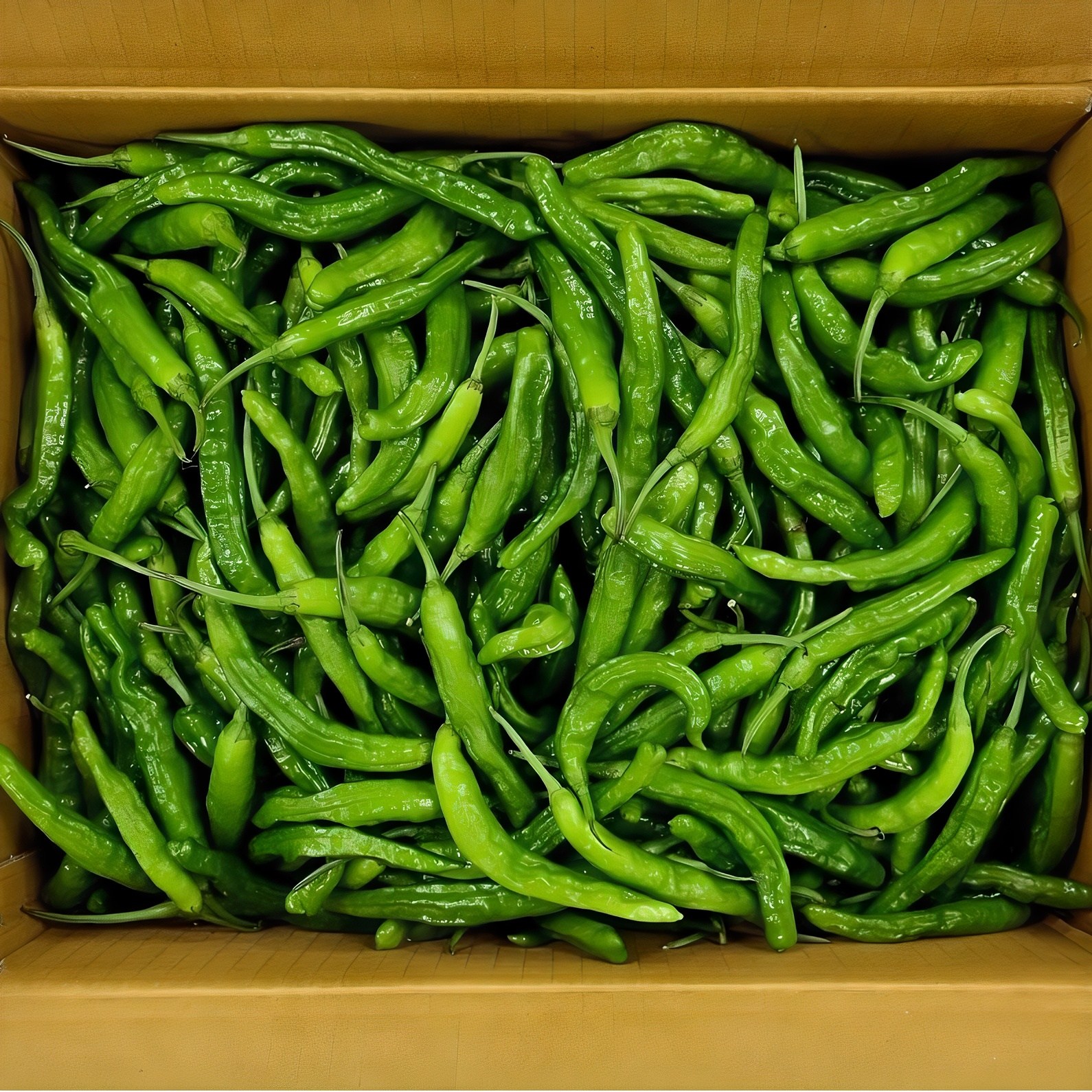 클릭마켓 국내산 꽈리고추 특품 1kg 2kg, 1kg, 1개 11,000원