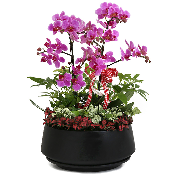 119플라워 (당일배송) 뉴신칼라웨딩 ST-H379 서양난 미니호접 호접난 행사용 환갑 승진 영전 전시회 개업 전국꽃배달 생일 기념일 꽃선물 꽃배달, 1개 82,500원