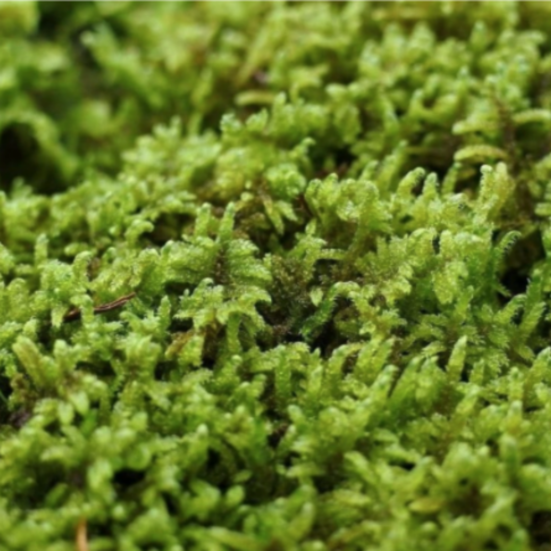 천연 자연이끼 생이끼 재배이끼 이끼키우기 화분멀칭 테라리엄 12,480원