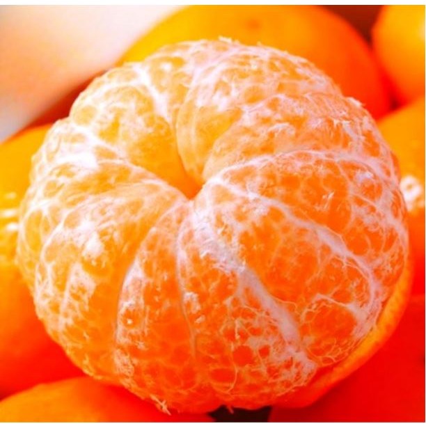 [7일간마지막특가] 고당도 제철 제주 감귤 15브릭스 이상 59,900원