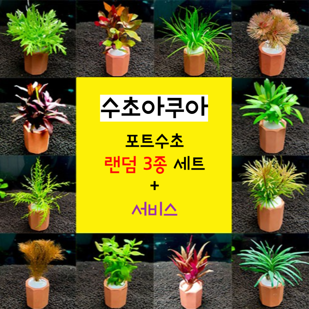 키우기쉬운 초보 포트수초 3종 4종 세트 + 서비스 / 구피 어항 수초 11,990원
