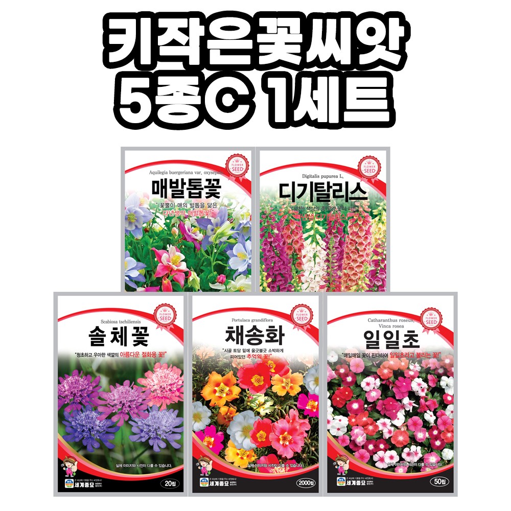 모칸도씨앗 5종 키작은꽃 C 모음 키작은꽃 다년생 꽃씨앗 노지 월동 야생화 씨앗 봄 가을 파종 꽃씨, 1개 14,900원