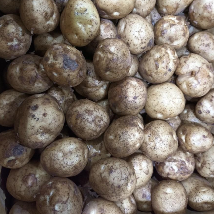 [특가행사] 국내산 신선하고 맛있는 꿀맛나는 수미 햇 감자 17,080원