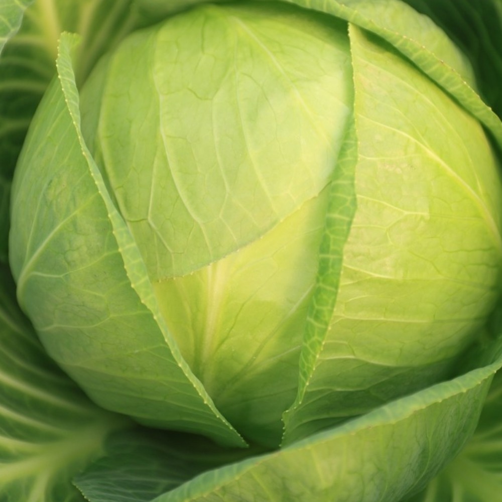 국내산 유기농 양배추 친환경 무농약양배추, 1개, 1kg 4,190원