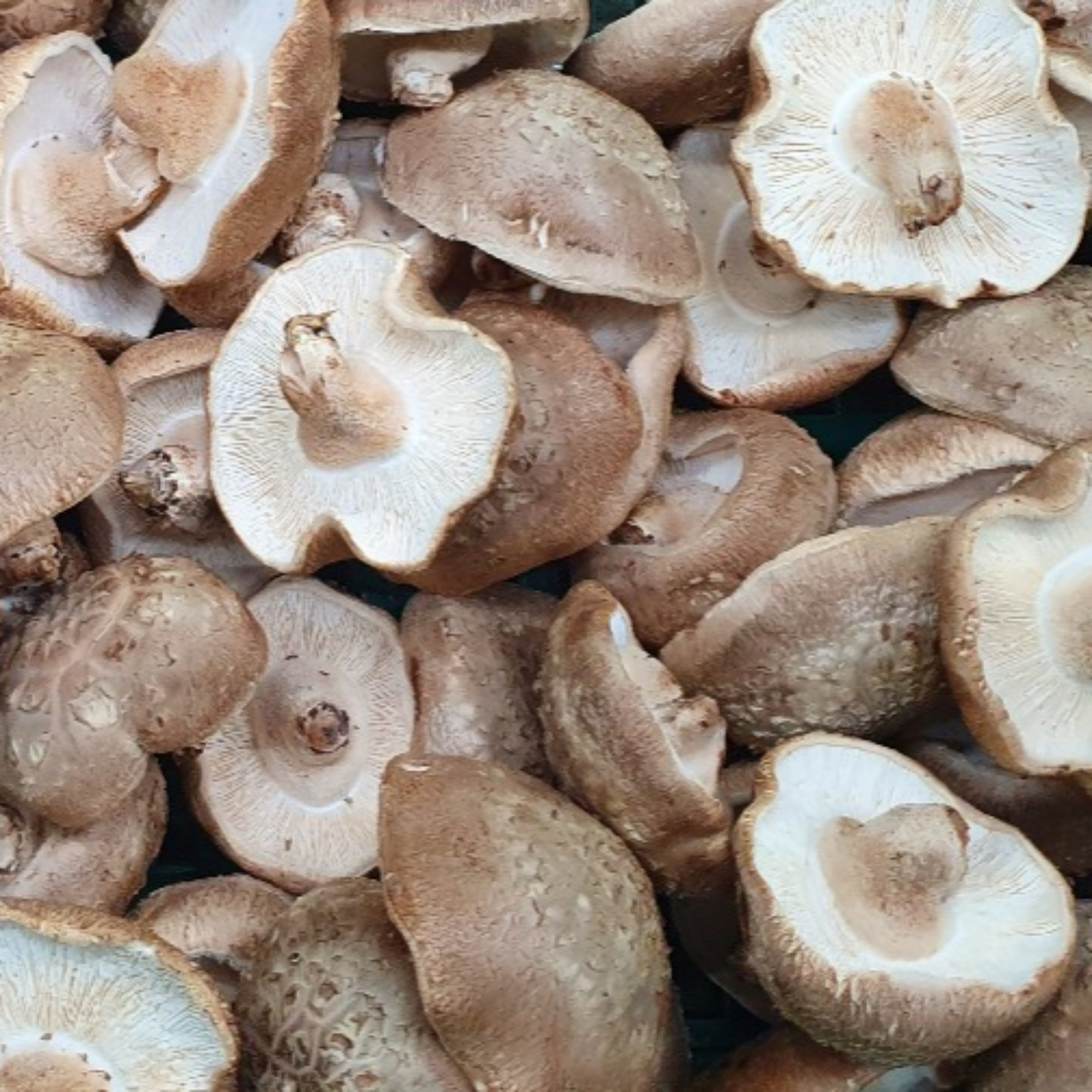 [예산농장-생표고버섯]  GAP인증 실속형 가성비 (무료배송)   가정용으로 추천 다시용 가루용 대량용 육수용 김장용 식당용 건조용 농장직송 39,090원