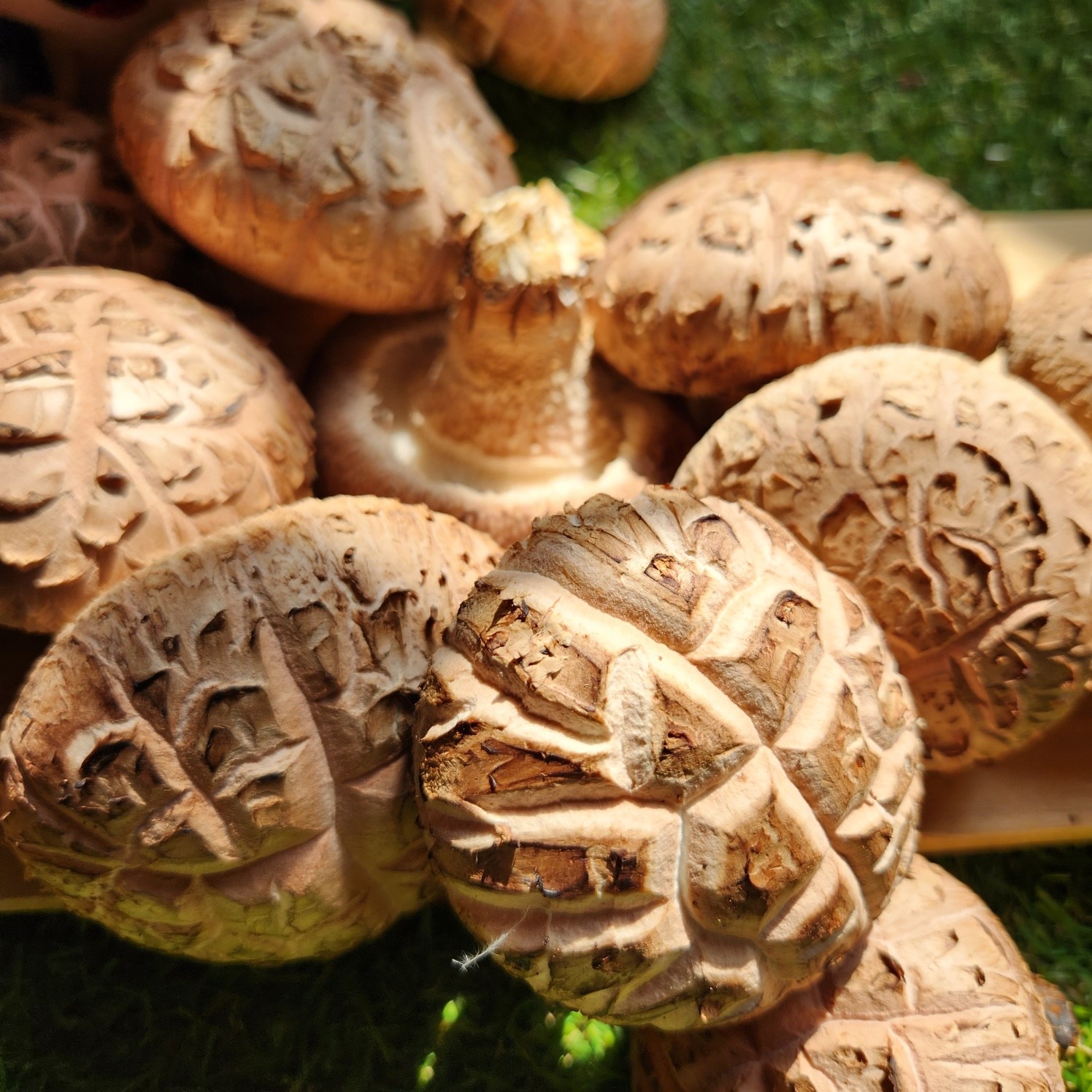 당일발송 무농약 표고버섯 햇살머금 명품표고 버섯 500G 1KG 선택, 500g, 1개 9,900원