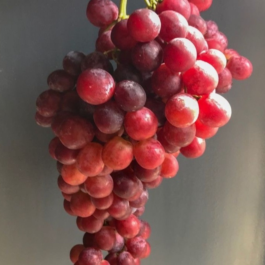 매출1등 산지직송 크림슨포도 고당도 특품, 1박스, 500g 16,900원
