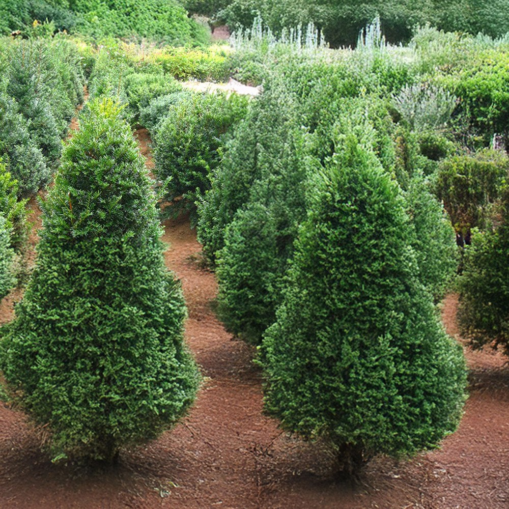 상상정원 주목나무 묘목 - H0.6~1.0 분묘, 1개, H1.0/분 16,000원