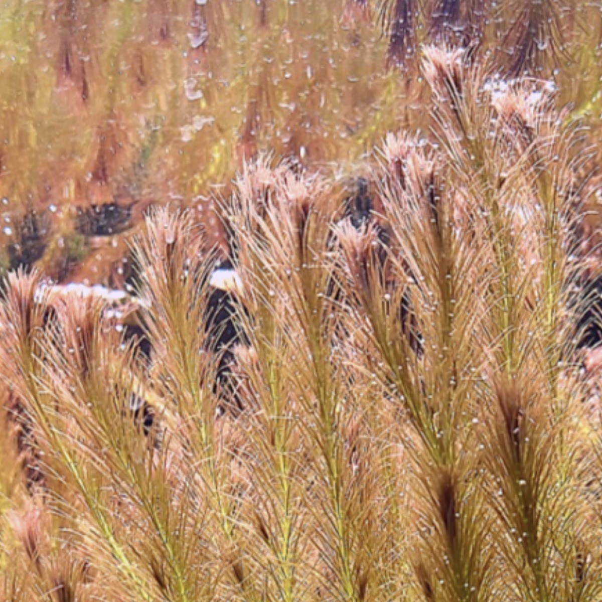 <수초마을> 붉은다람쥐꼬리 로탈라 왈리키 5줄기 초보수초 후경수초 구피 새우 은신처 4,900원