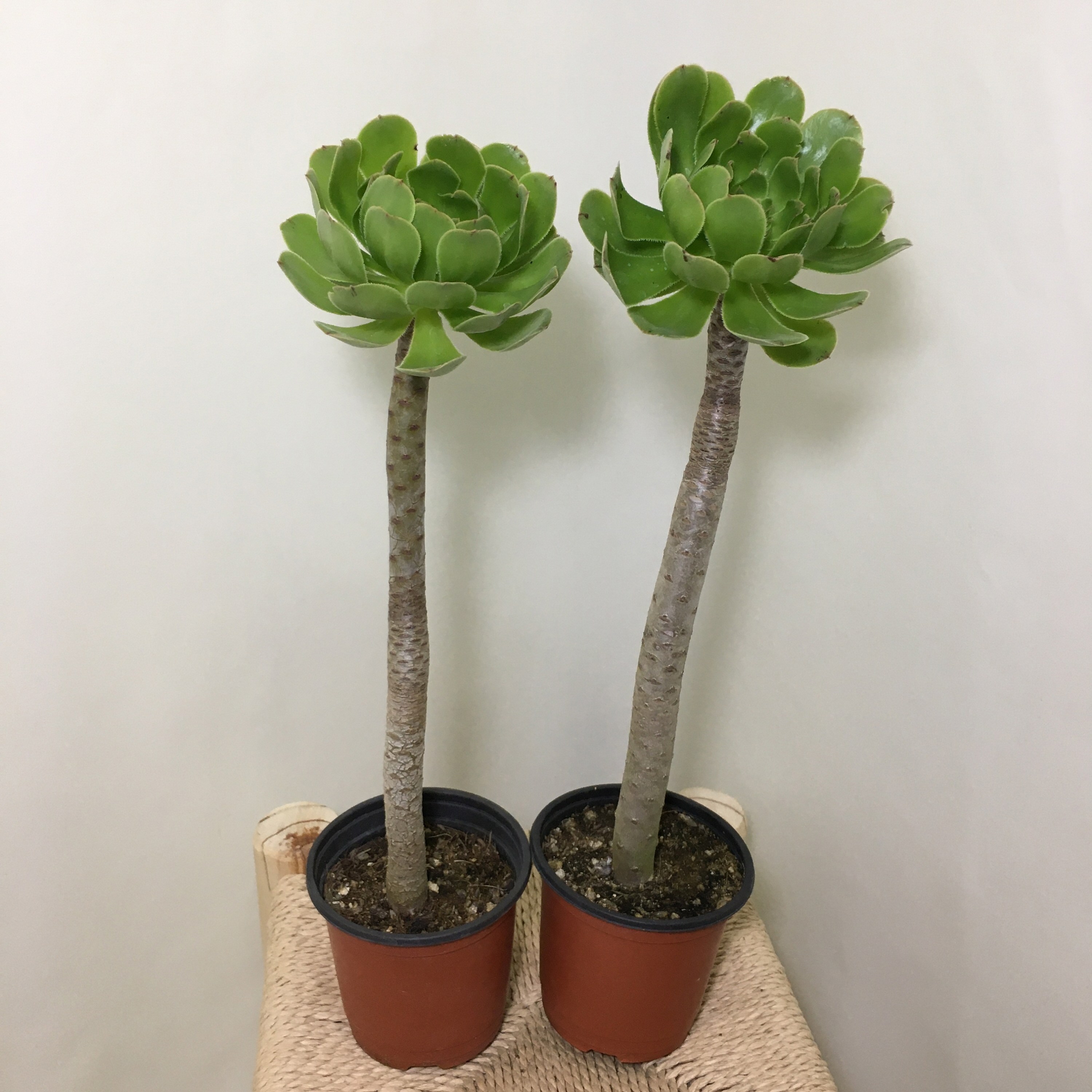 [해피그린 화원] [2개묶음] 외목대 청법사 팅커벨 외목대식물 인테리어식물 반려식물 다육식물 공기정화식물 109 화원 농원 10,900원