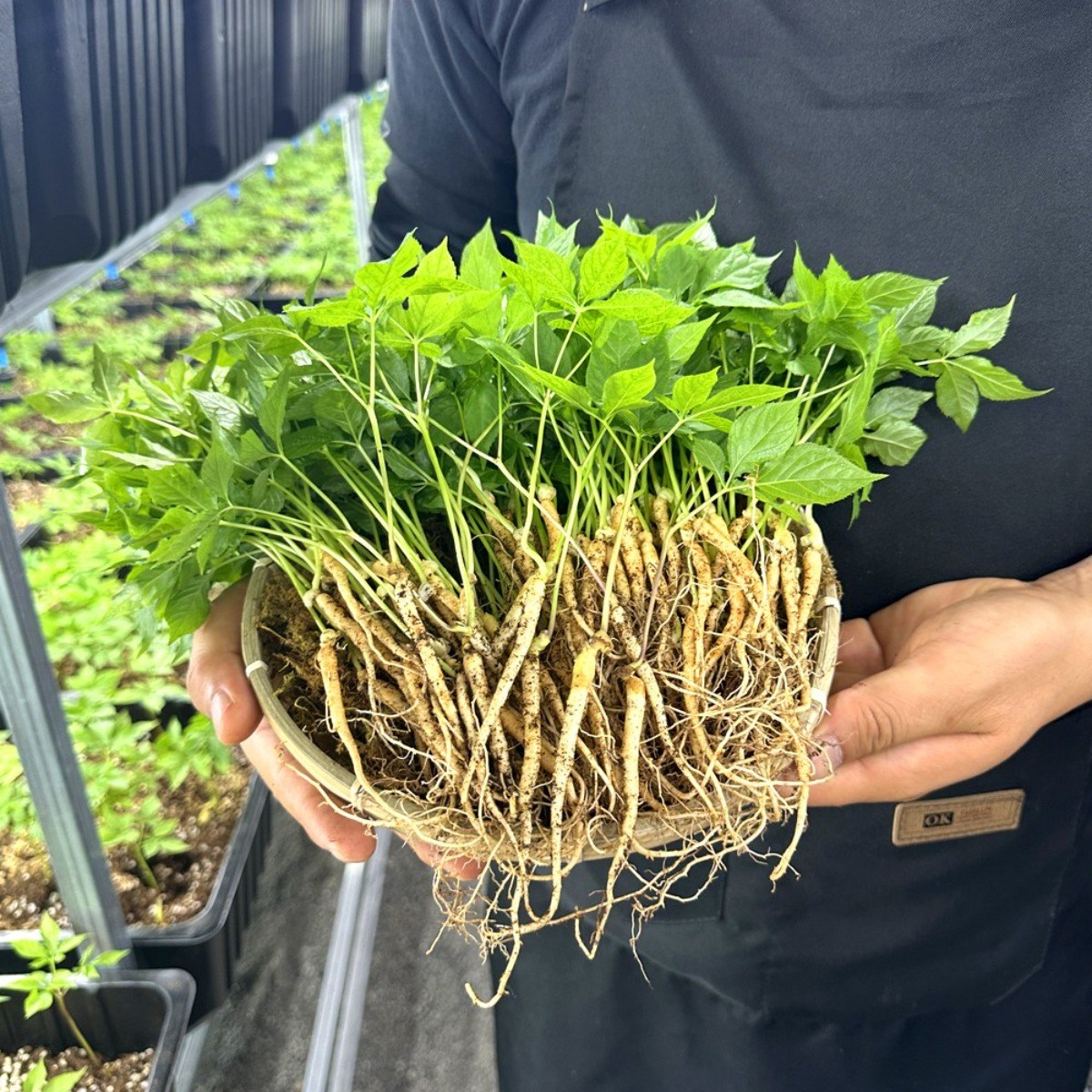 영광 다은 새싹삼 소 (15~20cm 내외) 50뿌리 깨끗한 식당용 카페용 가정용 선물용 18,500원