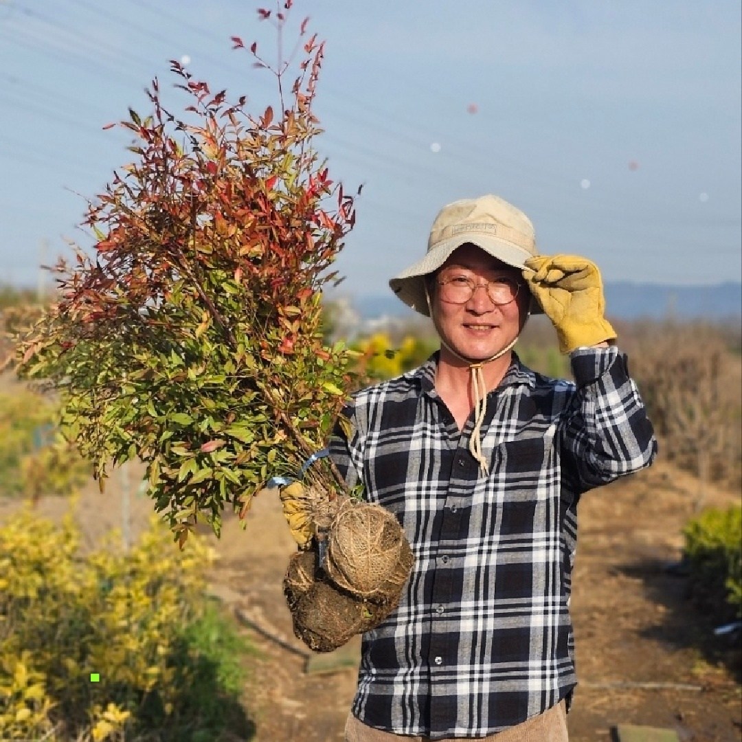 남천나무 묘목 60-80cm [4계절 변화무쌍] 울타리나무 조경수 공기정화식물 [15주], 기타, 15개 58,000원