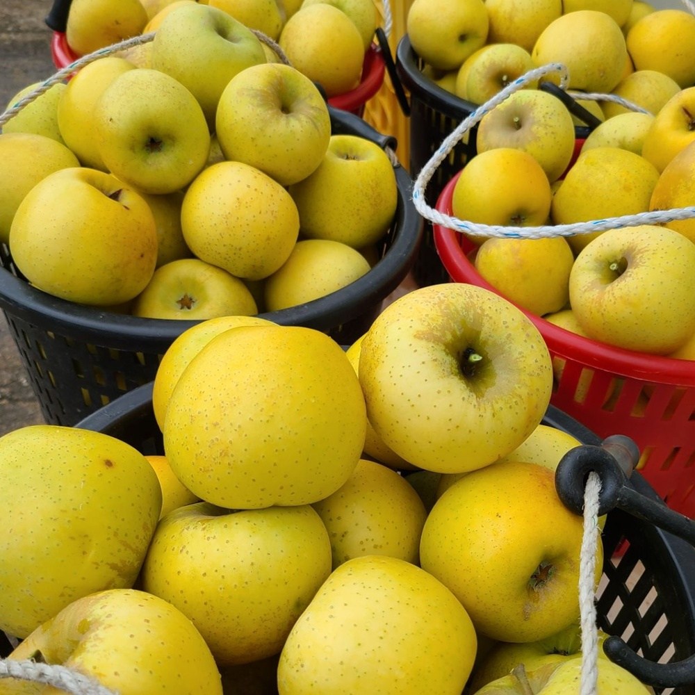 [GAP인증 고당도] 청송사과 시나노골드 황금사과 노란 한입사과 꼬마 42,500원
