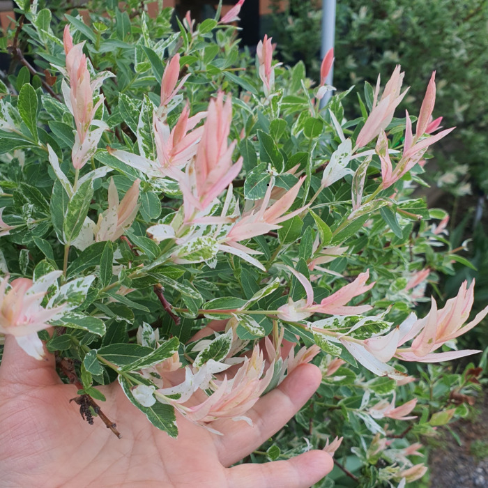 셀릭스 4치장포트묘 화이트핑크 삼색버드 나무 묘목 울타리경계수 정원조경나무 (목하원예조경) 3,000원