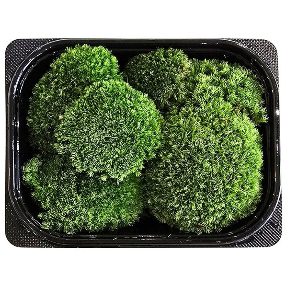 가든홀릭 비단이끼 국산 생이끼 테라리움 당일발송, 1개 15,550원