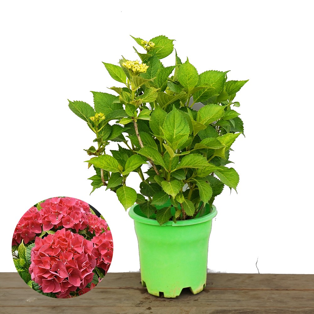 수국 그레이트풀레드 원예 수국묘목 나무수국 19,450원