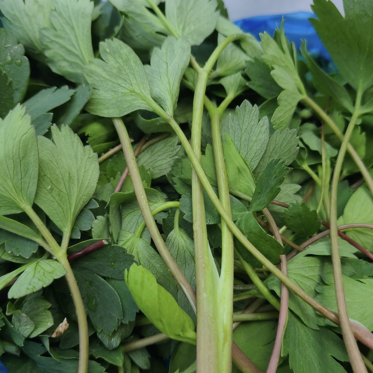 [대용량]해풍맞은 노지재배 햇 방풍나물 156,000원