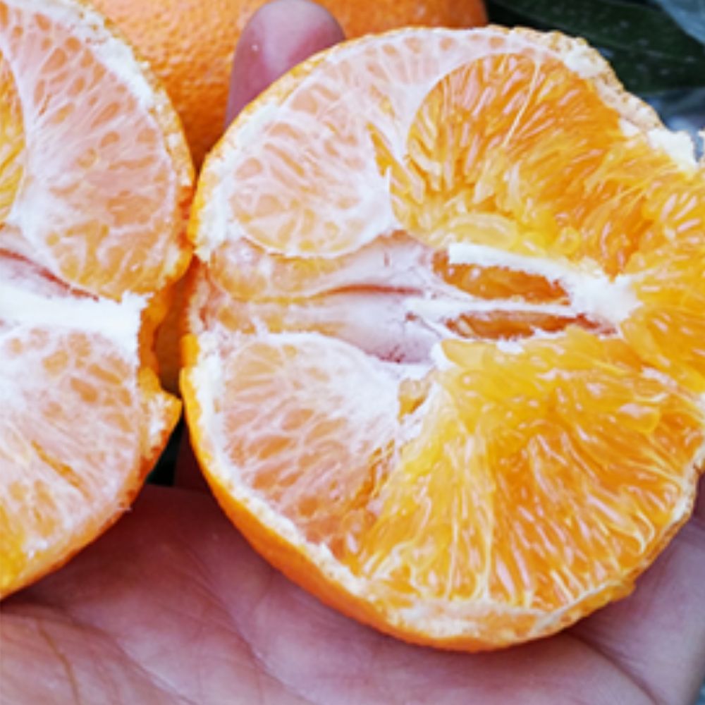 산지 직송 신선하고 달콤새콤한 제주 레드향 85,600원