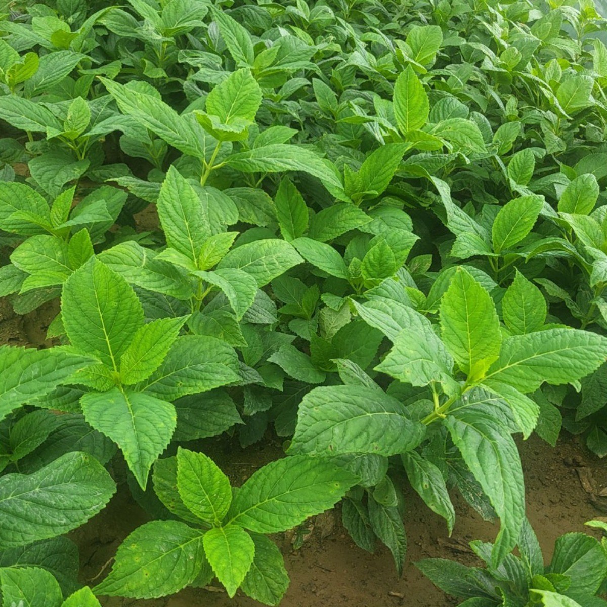 수국나무묘목 앤드레스썸머 원예수국 제주수국 포트묘 분묘, 1개, 앤드레스썸머 포트묘 9,000원