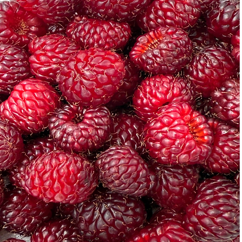 금메달농수산 농가직송 국내산 정품 급냉 산딸기, 1개, 500g 14,200원